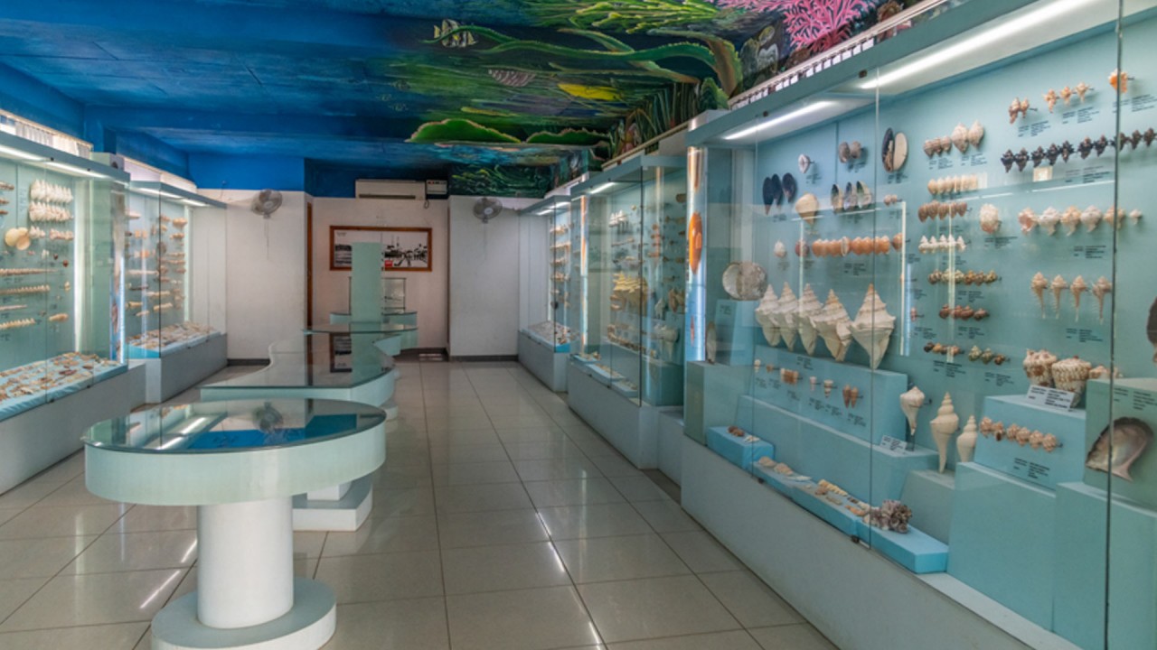 India Seashell Museum